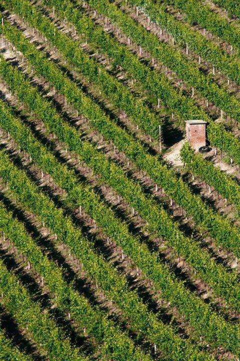 Agriturismo Cascina Rabalot Diano dʼAlba Exteriér fotografie